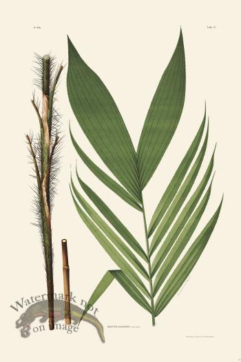 Rodrigues Palm Front 008